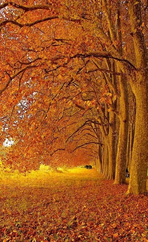 40 Fall Trees to Get You in the Mood for the Season ...