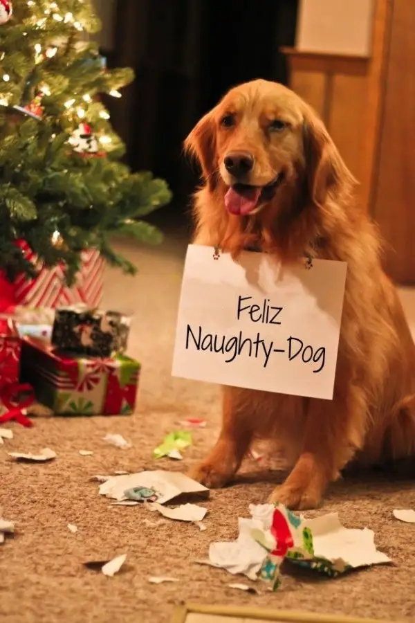 Dog Who Brought Shame upon the Holidays