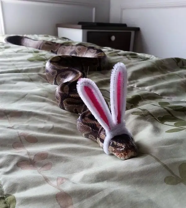Easter... Snake?
