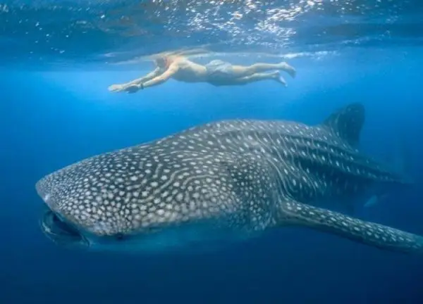 Swimming with Whale Sharks: Beach Stay in Tanzania
