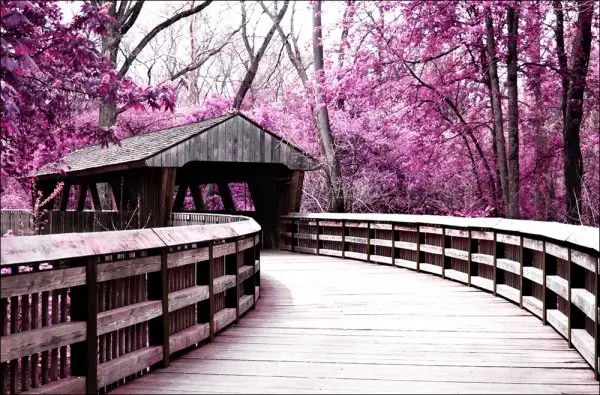 Covered Bridge, Wildwood Preserve Metro Park, Toledo, Ohio