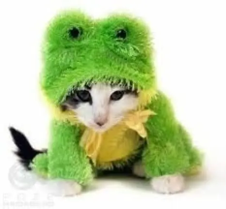 Frog-Cat