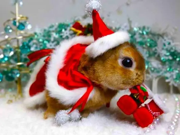 christmas ornament, christmas, holiday, rodent, christmas decoration,
