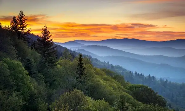 Discover S Wealth of Wildlife in Great Smoky Mountains National Park