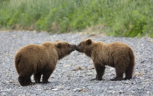Meet the Grizzlies - British Columbia, Canada