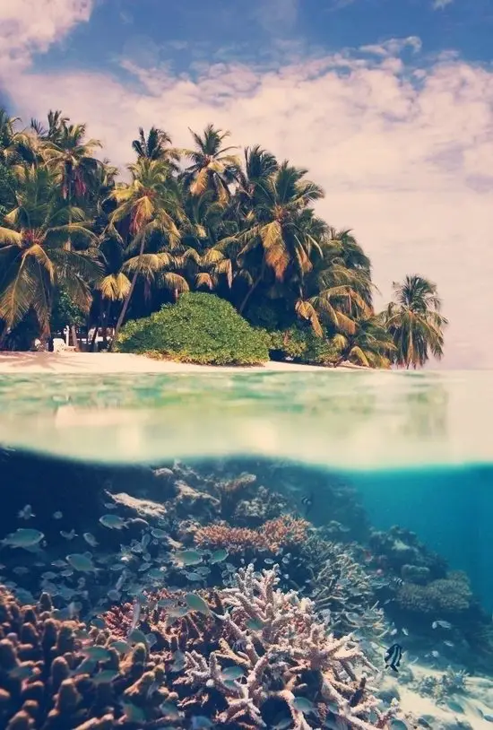 40 Wonders of the Coral Reef ...