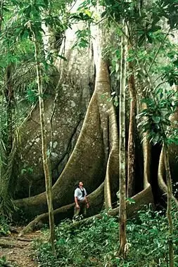 Buttress Roots on a Ceiba (kapok) Tree in the Amazon