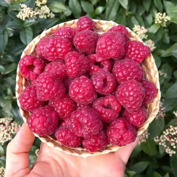 Berry, Food, Fruit, Raspberry, Plant,