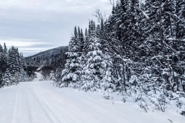 Winter Forests – Quebec, Canada
