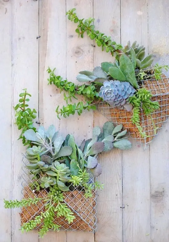 green,plant,botany,wall,flower arranging,
