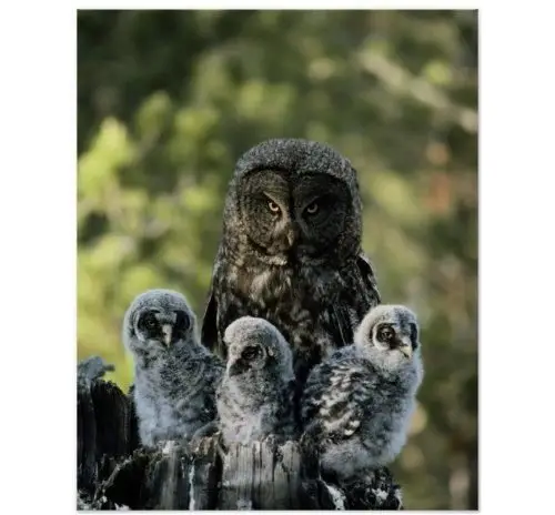 Mother Great Gray Owl and Babies