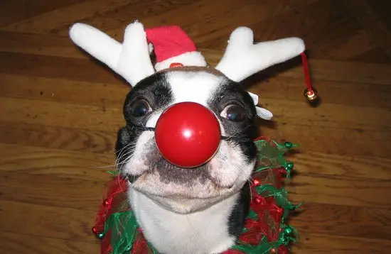 reindeer, christmas, snout, christmas ornament, holiday,