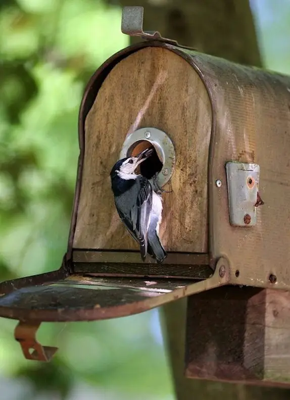 Remade Mailbox Bird House
