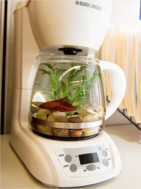 Coffee Maker Fish Tank