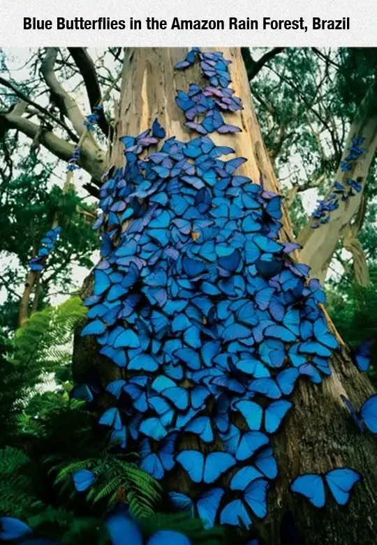 Beautiful Blue Butterflies