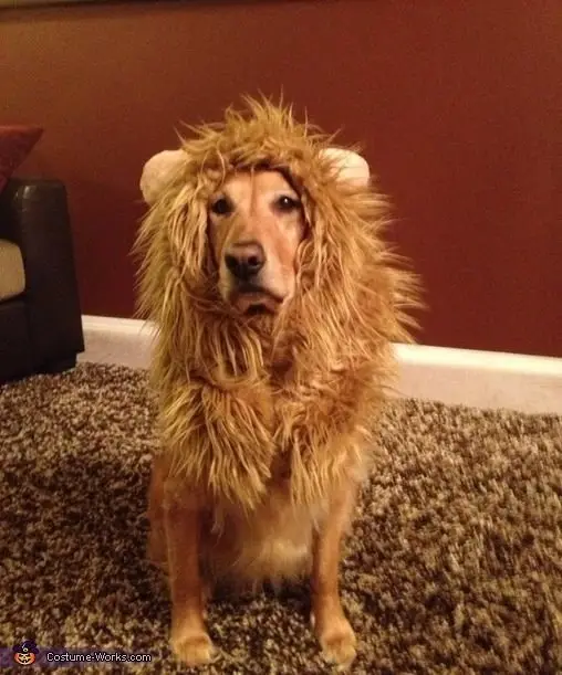 Cowardly Lion