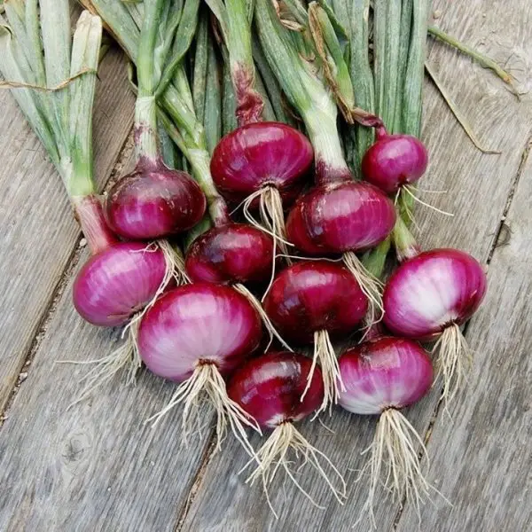 vegetable, local food, natural foods, red onion, onion,