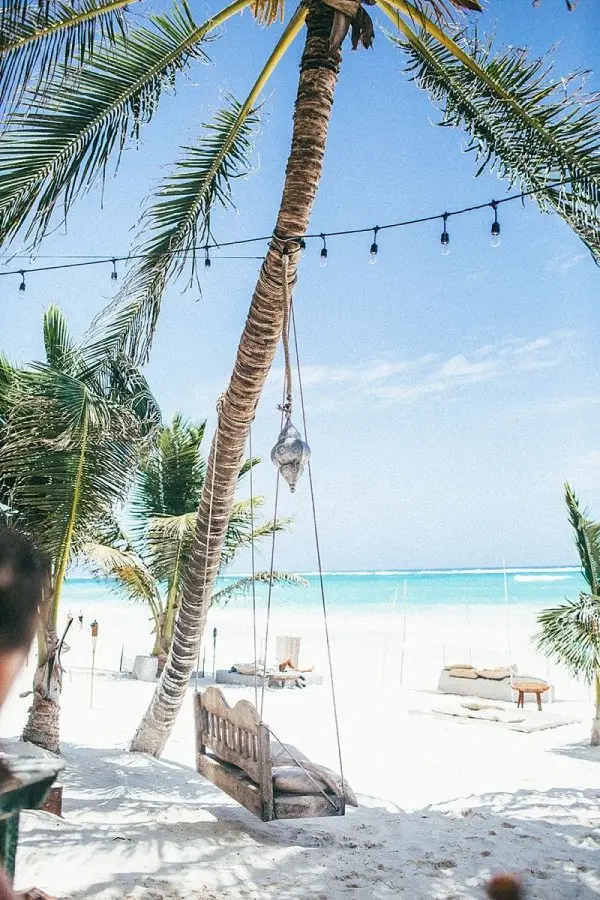 arecales, palm tree, vacation, sea, caribbean,