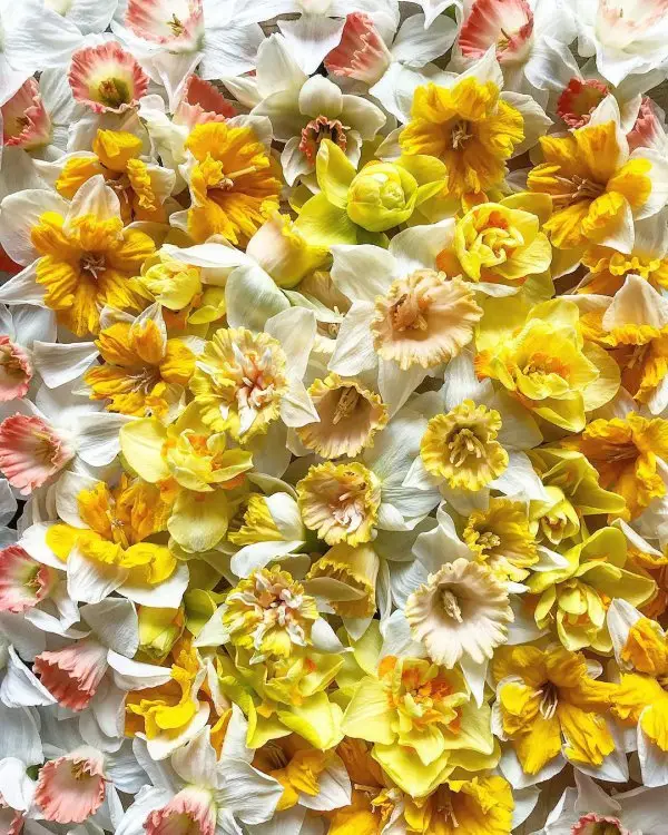 flower, yellow, flowering plant, cut flowers, floristry,