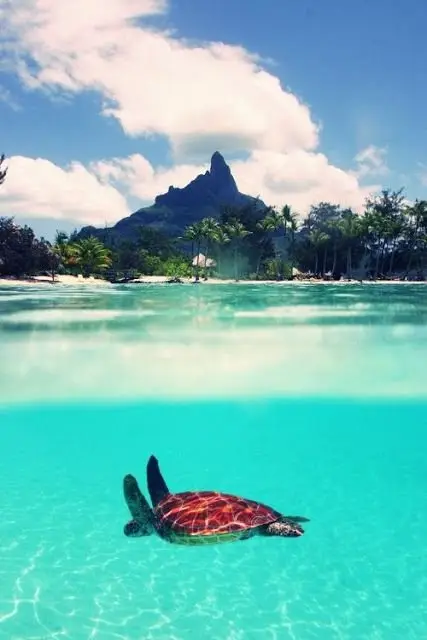 sea, coastal and oceanic landforms, sea turtle, caribbean, vacation,