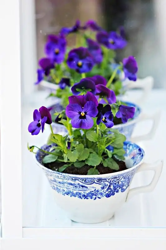 flower,blue,violet,plant,purple,