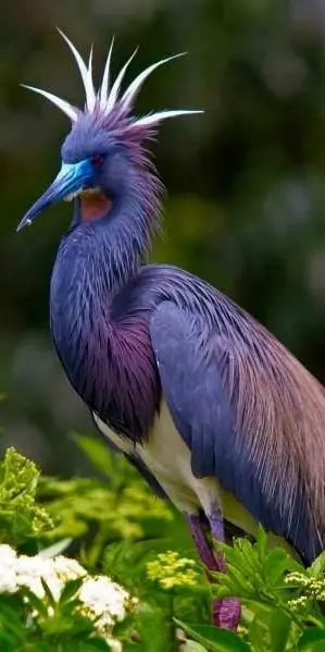 Tricolored Heron
