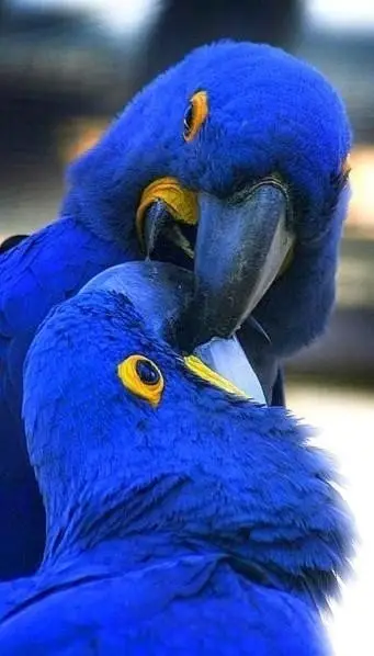Stunning Hyacinth Macaws
