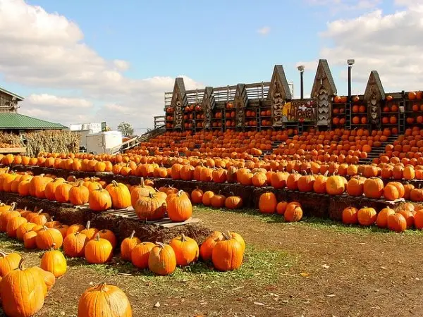 The Great Pumpkin Farm, Clarence, New York
