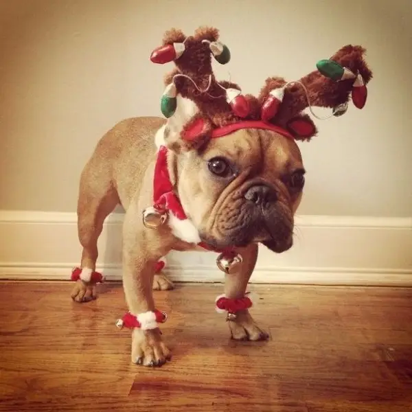 The Frenchie Who Thinks HE’s a Reindeer. Not!