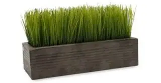 wheatgrass,grass family,plant,grass,produce,