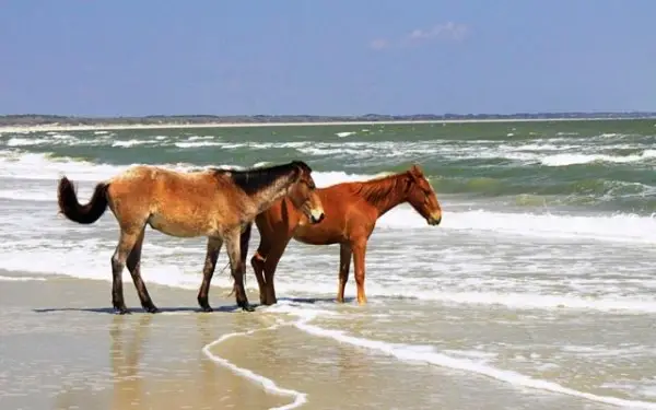 You Can See Wild Horses and Other Wildlife