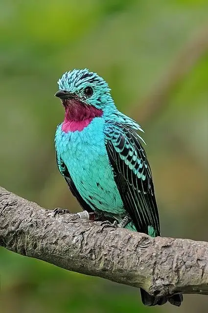 The Spangled Cotinga is Found in the Canopy of the Rainforest