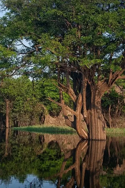 A Magnificent Tree Growing out of the Water in Amazonas, Brazil