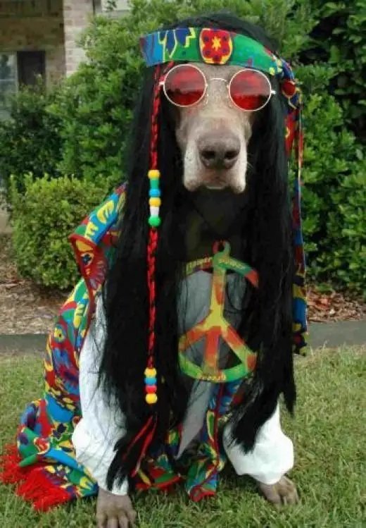 Hippie Hound