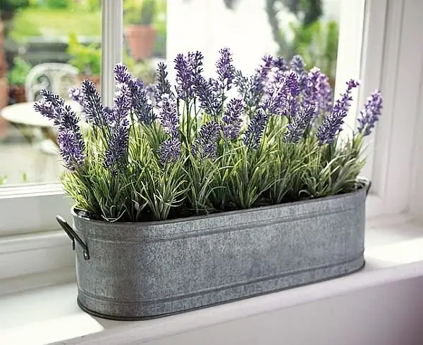 lavender,plant,flower,english lavender,grass,