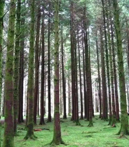 Gougane Barra Forest, Bantry, County Cork