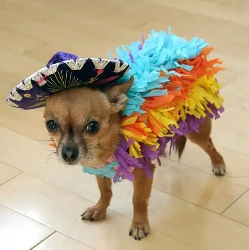 Dog Piñata