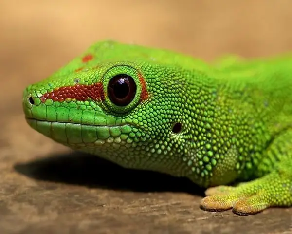 lizard,reptile,vertebrate,scaled reptile,green,