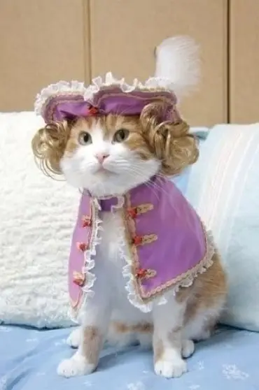 Colonial Cat