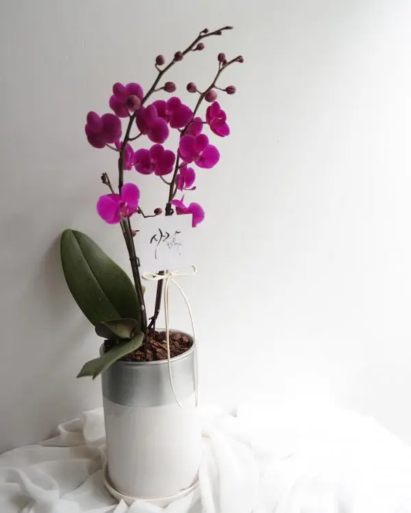 white, flower, moth orchid, plant, pink,
