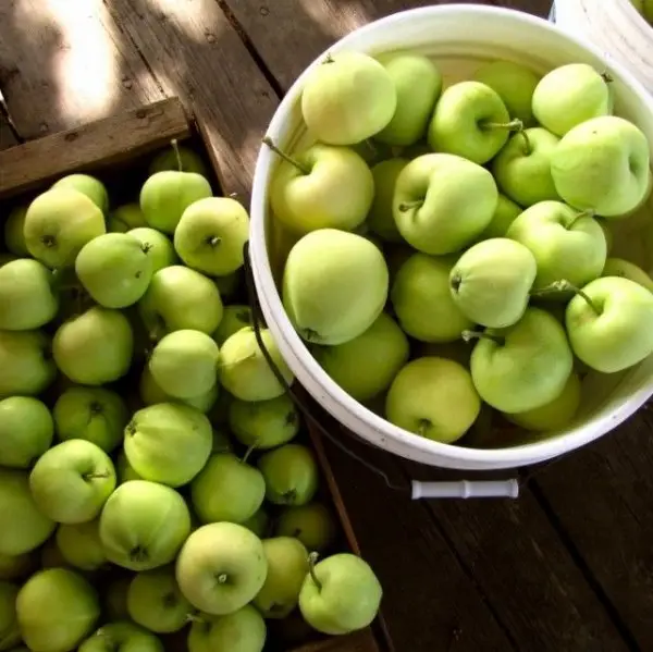 When the Gala apples are ripe, you know summer is almost over – Live Earth  Farm