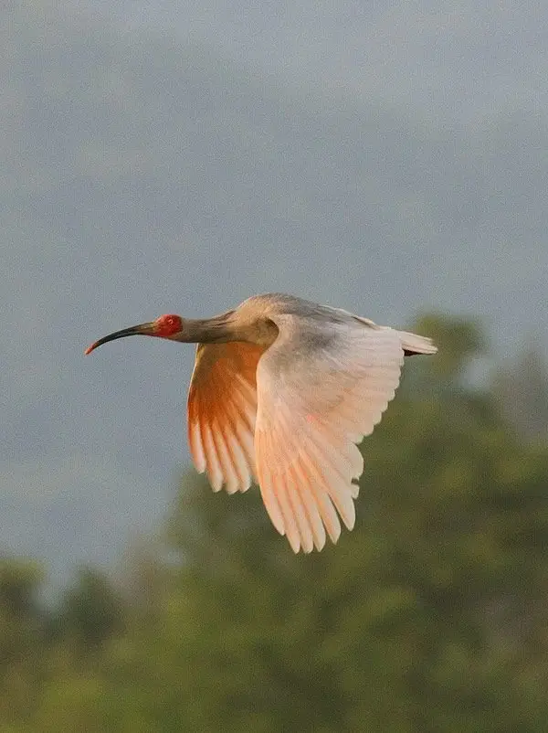 Asian Crested Ibis