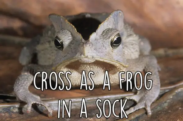 Cross as a Frog in a Sock