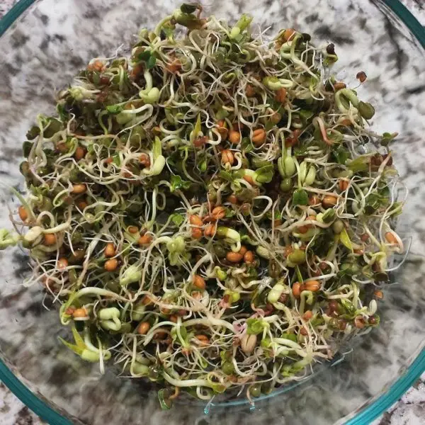 alfalfa sprouts, plant, ingredient, spice, recipe,