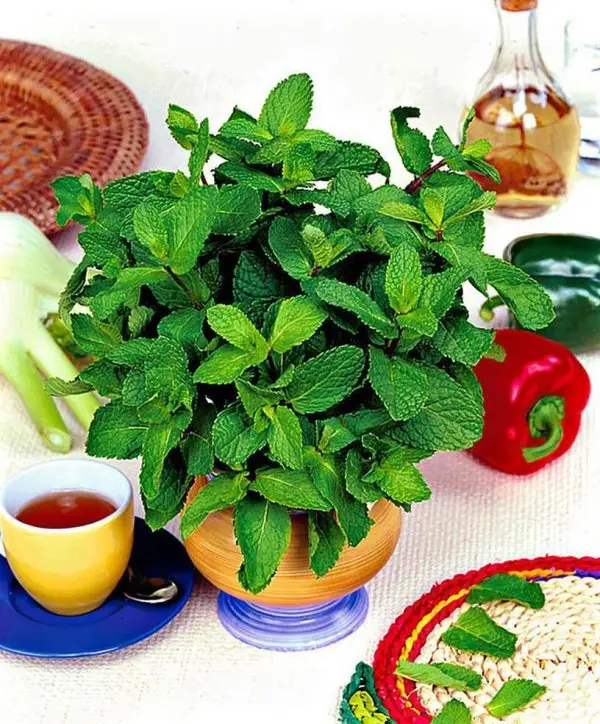 Food, Herb, Ingredient, Mint, Plant,