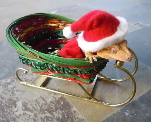 Lizard in a Santa Hat