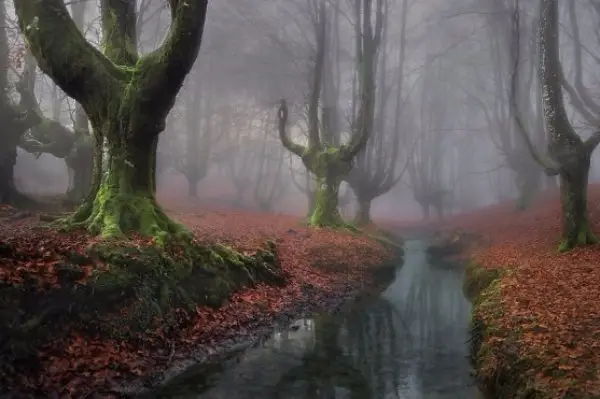 Otzarreta Forest – Spain