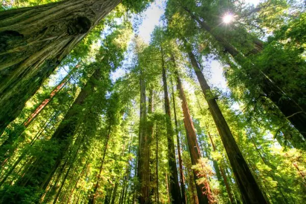 Hug a Tree at Redwood National Park