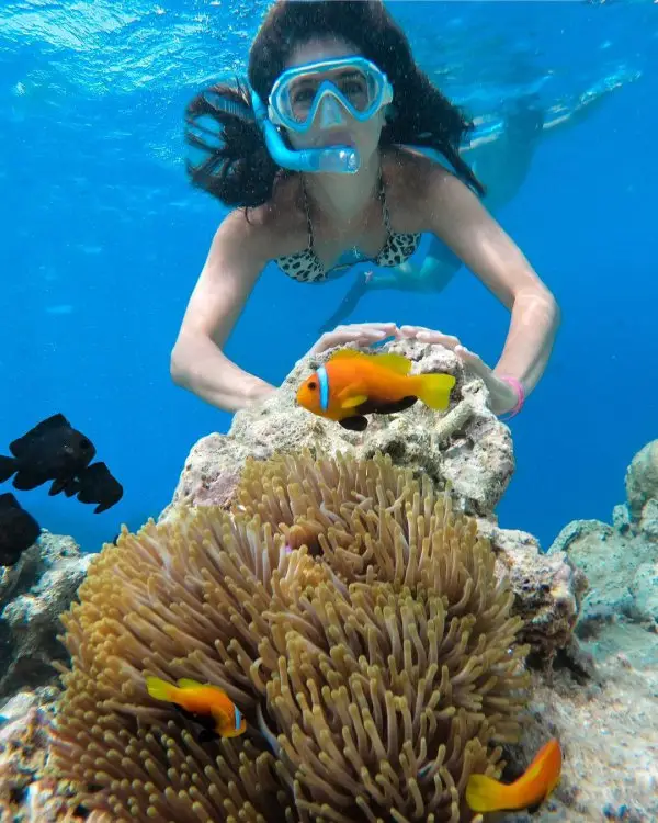 anemone fish, Underwater, Reef, Marine biology, clownfish,