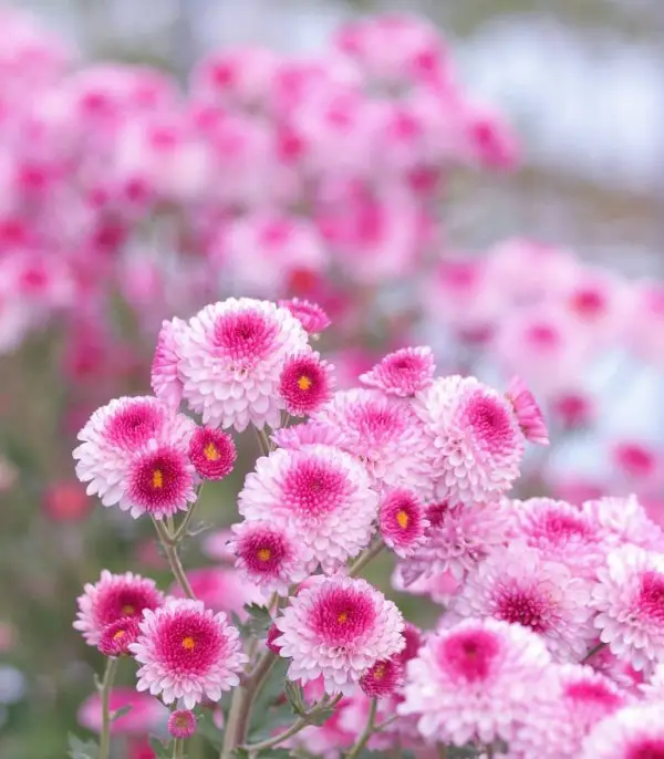 flower, pink, flowering plant, plant, flora,